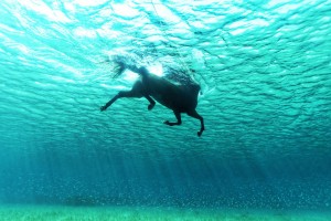 horse (2)